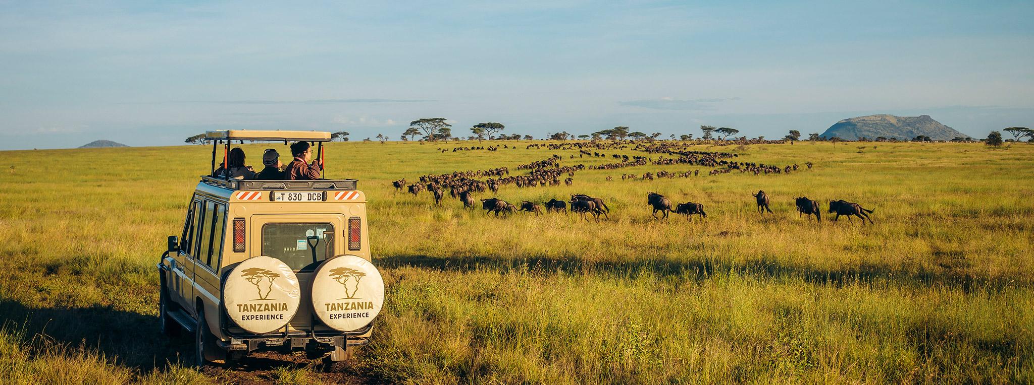 Wildebeest crossing the plains in Serengeti